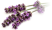 Soothing lavender